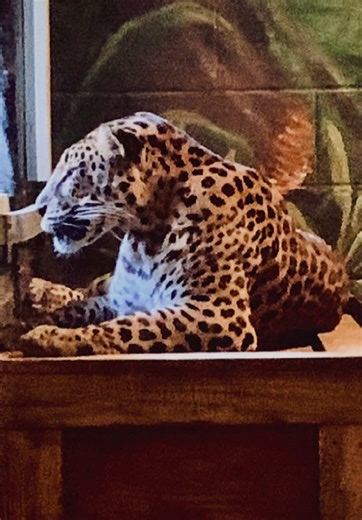 Exploring the Paradox of Ohio's Fall at Columbus Zoo