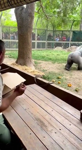 Gorilla's Surprise: A Slithery Encounter at the Zoo! #ZooSurprise #GorillaEscape #SnakePrank