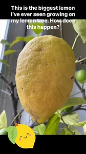 🍋I have the biggest lemon I’ve ever seen growing on my lemon tree! Is this normal?? Can you eat this thing? 🍋🤩 #kellyfrey #lemon #lemontree | Kelly Frey, Realtor