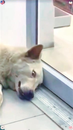 Hilarious Prank Moments to Brighten Your Day