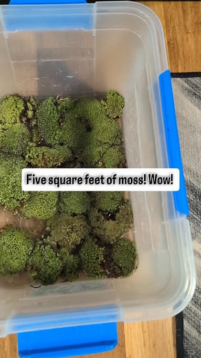 Time to make some magic! (Terrarium magic) | Gregariums