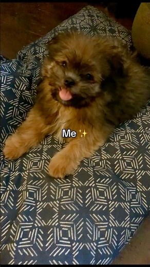 Ever heard of a Shiranian? That’s me ☺️#shihtzu #pomeranian #shiranan #dog