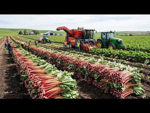 The Crimson Slicer: Industrial Rhubarb Stripping & Toxic Leaf Decapitation