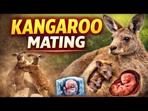 The Shocking Truth About Kangaroo Mating & Reproduction