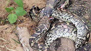 Duell auf Leben und Tod: Echse und Python kämpfen ums Überleben
