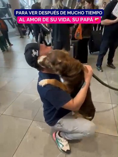 Pet Travel Services: Facilitando Viajes Sin Problemas Para Tu Mascota