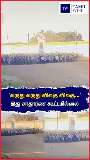'வருது வருது விலகு விலகு...' இது சாதாரண கூட்டமில்லை #Bull #Youngman #Brave #motivational #viral