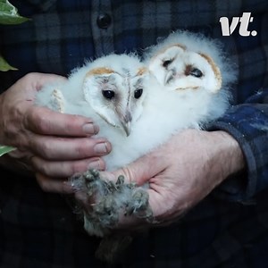 Robert has been the father these baby barn owls never had 💛 | VT