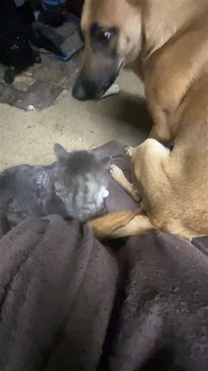 Funny Moments: Dog Sits on Cat
