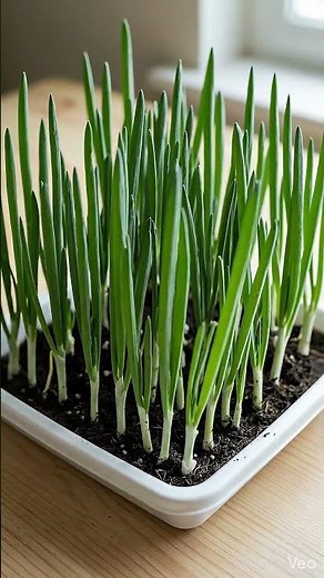 Hari Pyaz Grow Fast 😍Spring Onion Growing Fast! ⏳🌱Time-lapse | Magic Growth #shorts #timelapse