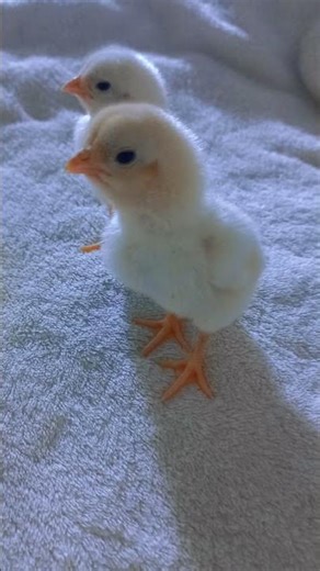 Baby chicks Chirping #birds #chicken #asmr #birdsounds #shortvideo