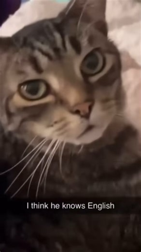 Lyric on Instagram: "Follow @SkettyCats More Cats: @gtafunnyvibes - @wettycats 日本利用压电瓷砖将脚步转化为电能。这些瓷砖捕捉来自你脚步的动能。当你行走时，你的重量和动作会对瓷砖产生压力。瓷砖会轻微弯曲，从而产生机械应力。瓷砖内部的压电材料将这种应力转化为电能。每一步都会产生少量电荷，而数百万步结合在一起就能产生足够的电力来驱动 LED 灯、数字显示屏和传感器。在像涩谷车站这样繁忙的地方，每天大约有 240 万个脚步为这一系统作出贡献。这些电能可以被储存或立即使用，从而减少对传统电力来源的依赖，并支持可持续的城市基础设施。这种方法将日常运动转化为实用的可再生能源 #日本 #知识 #事实 #你知道吗 #推荐 #科技 #创新 #历史 #技术 #实验 #热门 Powered By @lowkey_forehead"