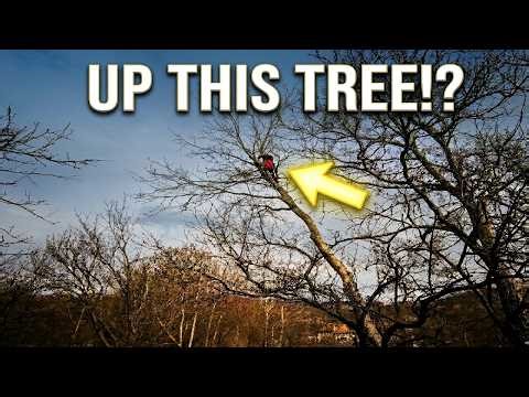 Software Engineer vs. Tree Work: Defying Gravity