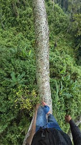 It takes courage to walk at heights. #honey #maduhutanjawabarat #usa #natural | Sapna He Sapna