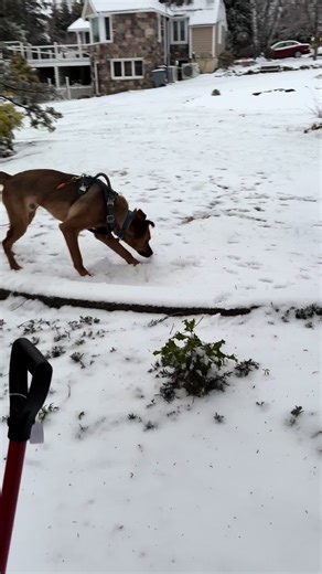 Jaspers first snow! He loved the snow but is very against shovels #dogtok #snow #puppy