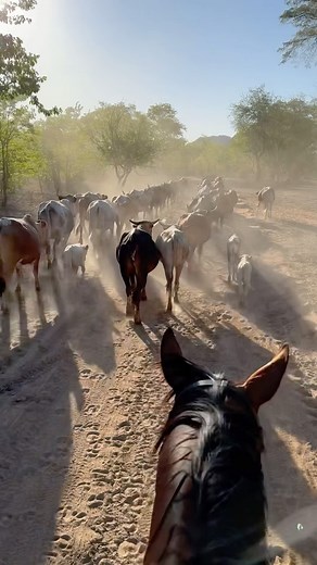 📍Southern Safari Stables Project, Zimbabwe 🇿🇼 In the heart of an 18,000 hectare game reserve is a wholesome project with volunteers work with the family who run the farm and the reserve. From lunge schooling young horses in the ring, gentling them to learn about swimming, to outrides in the reserve conducting game counts, herding cattle, learning the art of produce farming and enjoying fresh produce on a daily basis. After a long days work, have a jump in the lake, a game drive or watch the i