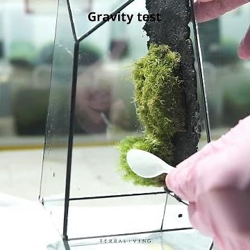 How to create a living moss wall terrarium, The Vertex by TerraLiving