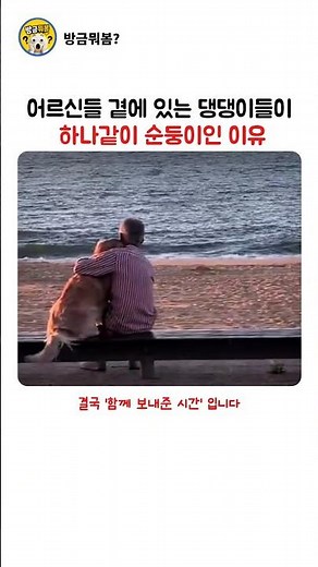 할머니 품에서 자란 강아지가 유독 천사 같은 진짜 이유 #댕댕이천사#댕댕이#시골댕댕이#할머니강아지#감동#감동영상