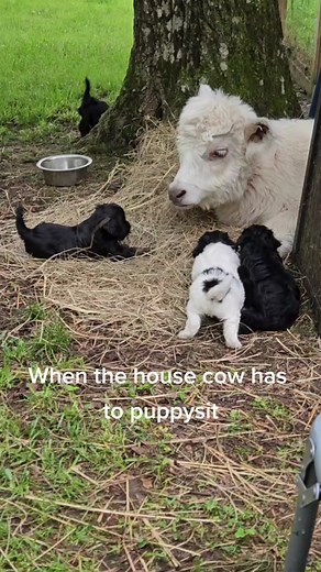 Adorable Mini Cows Compilation | House Cow Snuggles