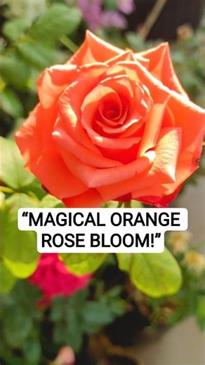 Incredible Orange Rose Bloom 🌹Garden Beauty!|#rose #flowers #viral #shorts #shortsfeed