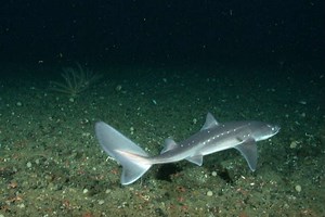 How genetics is helping to determine spiny dogfish predation on cod