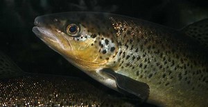 NEW RESEARCH REVEALS 12 WAYS AQUACULTURE CAN BENEFIT THE ENVIRONMENT