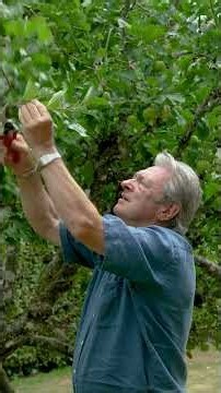 How I Summer Prune Fruit Trees for Next Year's Crop 🍎
