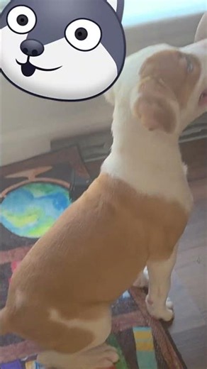 POV: You're trying to train your Pit pup but his Pit Dalmatian sister keeps stealing the spotlight❤️