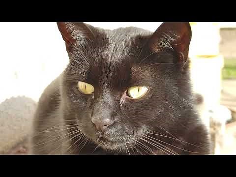 Cat's Eye Extreme Close-Up