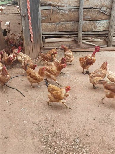 Real Organic Poultry Farming Explained