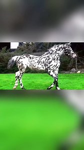 This woman thinks she’s bought a horse but the vet goes straight to the police when she sees him 😨 #story #shockingstory #truestory #lifestory #realstory #storytime #storytelling #storyteller | True Stories