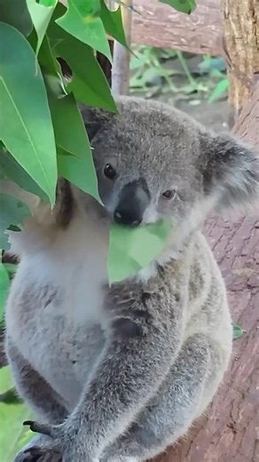 The koalas are lazy