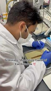 Dissection of earthworms 🪱 for experiments || Removing alimentary canal or earthworms #earthworm