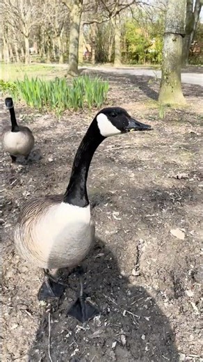 Two Curious Geese 🪿🪶