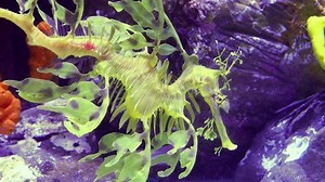 Leafy Seadragon Phycodurus Eques Swims Saltwater Stock Footage Video (100% Royalty-free) 1085248748 | Shutterstock