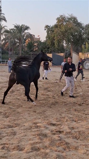 خيل عربي ادهمي
