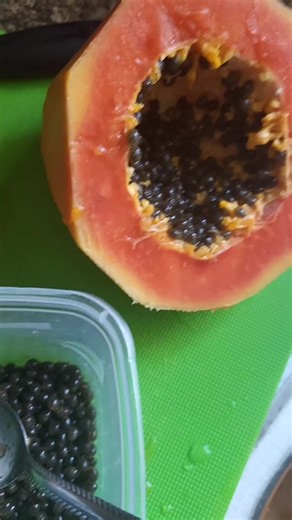 🐝✨️Daphne (@eltw_daphne)’s videos with original sound - 🐝✨️Daphne