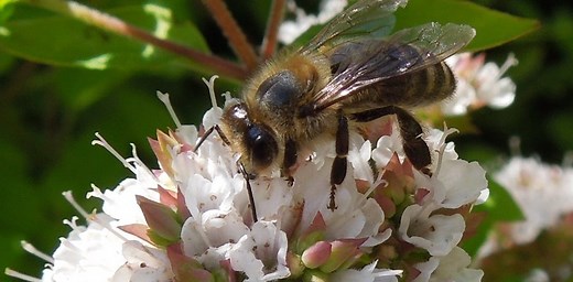 The common herb that could bring bees buzzing to your garden