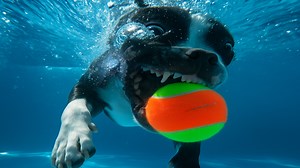 Dogs in 1000fps slow motion