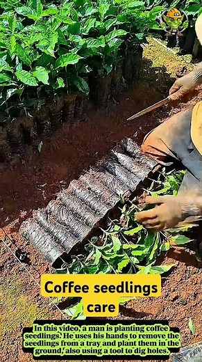 The process of caring coffee seedling