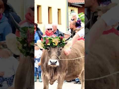 Almabtrieb Frickenhofen 11.10.2025