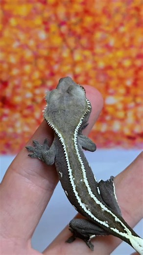 This little Axanthic Pinstripe was begging to show off for you this afternoon See you all live on Palmstreet in 2 hours 🥳 | Altitude Exotics