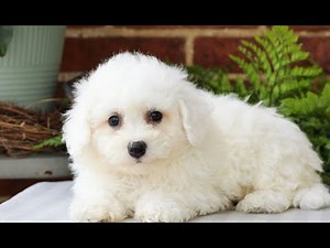 Bichon Frise Puppies for Sale
