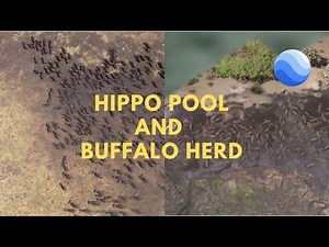 Google Earth Reveals Hippo Pool and Buffalo Herd in Perfect Harmony