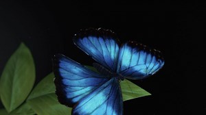 Step into Butterfly Jungle and let these majestic beauties come to you. | San Diego Zoo Safari Park
