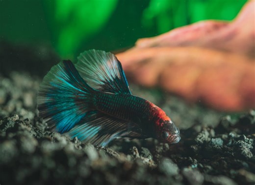 Alien Green Betta Fish: Care, Traits, Habitat & Breeding