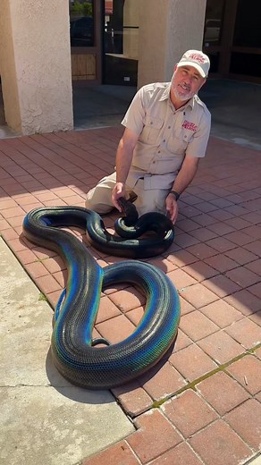 My love is such an epic reticulated python! 🤩 She is a rainbow 🌈 snake 🐍! With tons of personality! #reticulatedpython #python #snake #reticulated #epic #colors #rainbow #wow #amazing #awesome #rare #beautiful #shorts #reptiles #fun #style #lifestyle #fun #tiktok #animals #love #colorful #beauty