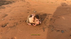 Absolutely Adorable Baby Monkey And Cute Kid's Playtime 🥰🐒 | Baby Monkey Life