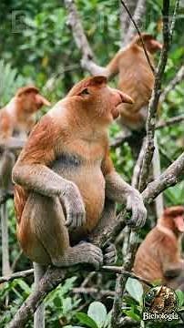 The Monkey With The Most Incredible Nose In Nature 😳🐒