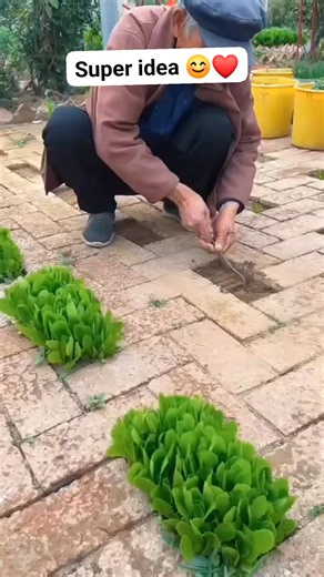 1.2M views · 10K reactions | Super gardening ideas ❤️ #super #gardening #ideas #agriculture #pageviralシ゚ #highlightsシ゚ | Margie blogs | Facebook